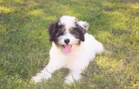 Bandit, a male Poodle - Miniature  for sale in Smithville, TN – Photo 4 of 9