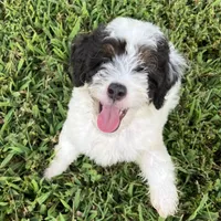 Bandit, a male Poodle - Miniature  for sale in Smithville, TN – Photo 6 of 9