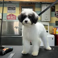 Bandit, a male Poodle - Miniature  for sale in Smithville, TN – Photo 1 of 9