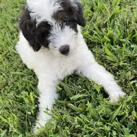 Bandit, a male Poodle - Miniature  for sale in Smithville, TN – Photo 7 of 9