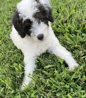 Bandit, a male Poodle - Miniature  for sale in Smithville, TN – Photo 7 of 9