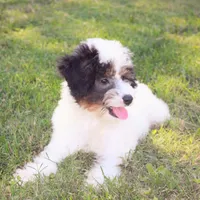 Bandit, a male Poodle - Miniature  for sale in Smithville, TN – Photo 3 of 9