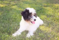 Bandit, a male Poodle - Miniature  for sale in Smithville, TN – Photo 3 of 9