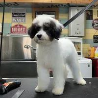 Bandit, a male Poodle - Miniature  for sale in Smithville, TN – Photo 2 of 9