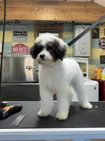 Bandit, a male Poodle - Miniature  for sale in Smithville, TN – Photo 2 of 9