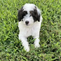 Bandit, a male Poodle - Miniature  for sale in Smithville, TN – Photo 8 of 9