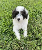 Bandit, a male Poodle - Miniature  for sale in Smithville, TN – Photo 8 of 9