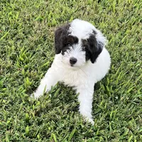 Bandit, a male Poodle - Miniature  for sale in Smithville, TN – Photo 5 of 9