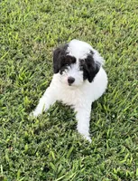 Bandit, a male Poodle - Miniature  for sale in Smithville, TN – Photo 5 of 9