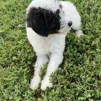 Bandit, a male Poodle - Miniature  for sale in Smithville, TN – Photo 9 of 9