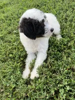 Bandit, a male Poodle - Miniature  for sale in Smithville, TN – Photo 9 of 9