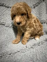 Smokey, a male Poodle - Miniature  for sale in Smithville, TN – 7 of 7