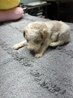 #2, a male Poodle - Miniature  for sale in Smithville, TN – 4 of 5