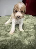 Luke  ( green), a male Poodle - Miniature  for sale in Smithville, TN – 3 of 10