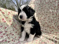 Naira, a female Aussiedoodle for sale in Smithville, TN – Photo 1 of 4