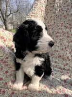 Naira, a female Aussiedoodle for sale in Smithville, TN – Photo 3 of 4