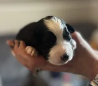 Naira, a male Aussiedoodle for sale in Smithville, TN – Photo 2 of 10