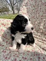 Naira, a female Aussiedoodle for sale in Smithville, TN – Photo 2 of 4