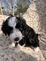 Naira, a female Aussiedoodle for sale in Smithville, TN – Photo 4 of 4