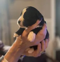 Naira, a male Aussiedoodle for sale in Smithville, TN – Photo 3 of 10