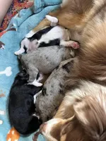 Naira, a male Aussiedoodle for sale in Smithville, TN – Photo 10 of 10