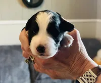 Naira, a male Aussiedoodle for sale in Smithville, TN – Photo 4 of 10