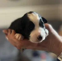 Naira, a male Aussiedoodle for sale in Smithville, TN – Photo 1 of 10