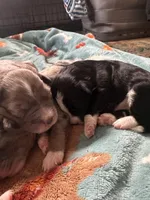 Naira, a male Aussiedoodle for sale in Smithville, TN – Photo 8 of 10