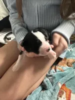 Naira, a male Aussiedoodle for sale in Smithville, TN – Photo 6 of 10