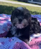 Macey, a female Yorkipoo for sale in Smithville, TN – 6 of 6