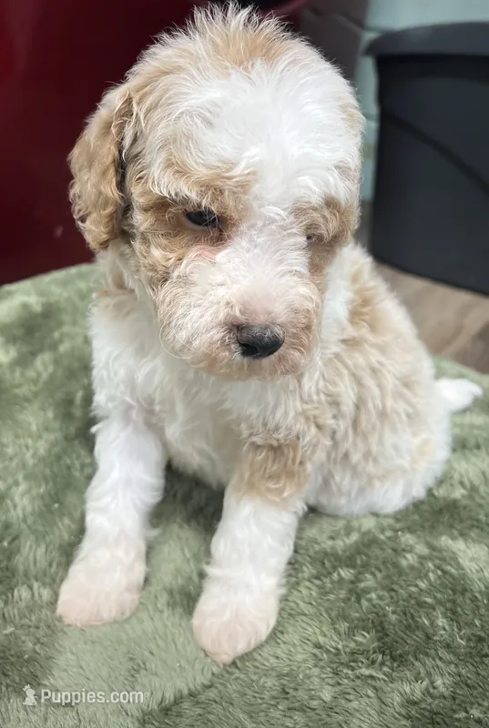 Leo (Red) – Poodle - Miniature  puppy for sale in Smithville, TN