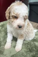 Leo (Red), a male Poodle - Miniature  for sale in Smithville, TN – 1 of 10