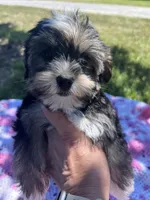 Macey, a female Yorkipoo for sale in Smithville, TN – 3 of 6