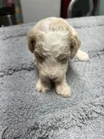 #2, a male Poodle - Miniature  for sale in Smithville, TN – 5 of 5