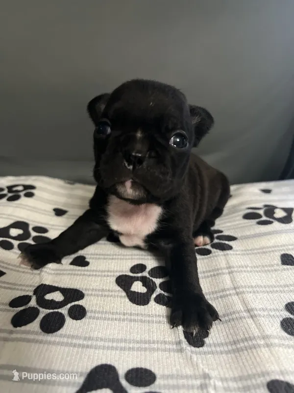 Brownie – Frenchton puppy for sale in Smithville, TN