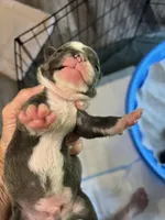 Blue, a male Frenchton for sale in Smithville, TN – 3 of 5