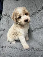 Buddy ( Orange), a male Poodle - Miniature  for sale in Smithville, TN – 7 of 9