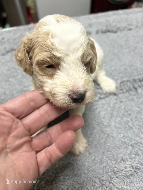 Charlie – Poodle - Miniature  puppy for sale in Smithville, TN