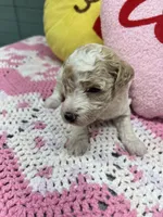 Miley, a female Poodle - Miniature  for sale in Smithville, TN – 1 of 7