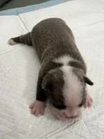 Lollipop , a female Frenchton for sale in Smithville, TN – 3 of 3