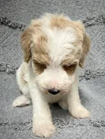 Bandit ( Blue), a male Poodle - Miniature  for sale in Smithville, TN – 8 of 10