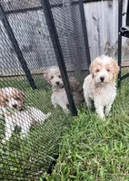 Miley, a female Poodle - Miniature  for sale in Smithville, TN – 10 of 10