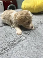 #3, a male Poodle - Miniature  for sale in Smithville, TN – 5 of 5