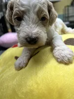#2, a male Poodle - Miniature  for sale in Smithville, TN – 2 of 5