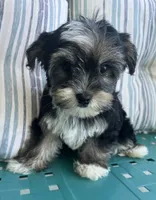 Macey, a female Yorkipoo for sale in Smithville, TN – 2 of 6