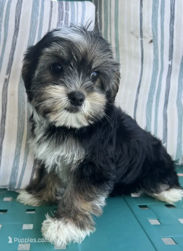 Macey – Yorkipoo puppy for sale in Smithville, TN