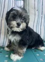 Macey, a female Yorkipoo for sale in Smithville, TN – 1 of 6