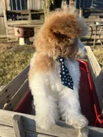 Luke, a male Poodle - Toy  for sale in Smithville, TN – 3 of 8