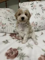 Miley, a female Poodle - Miniature  for sale in Smithville, TN – 6 of 6