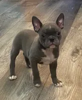 Ira, a female Frenchton for sale in Smithville, TN – 4 of 9
